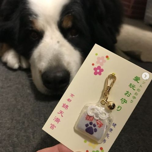 游览日本京都神社,日本旅行神社