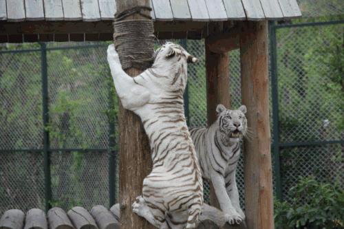 南通森林野生动物园中国大马戏,南通野生动物园国际大马戏座位数