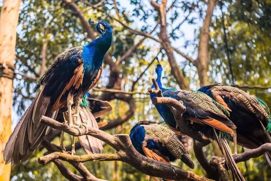 畅玩云南,畅玩永鸿动物园