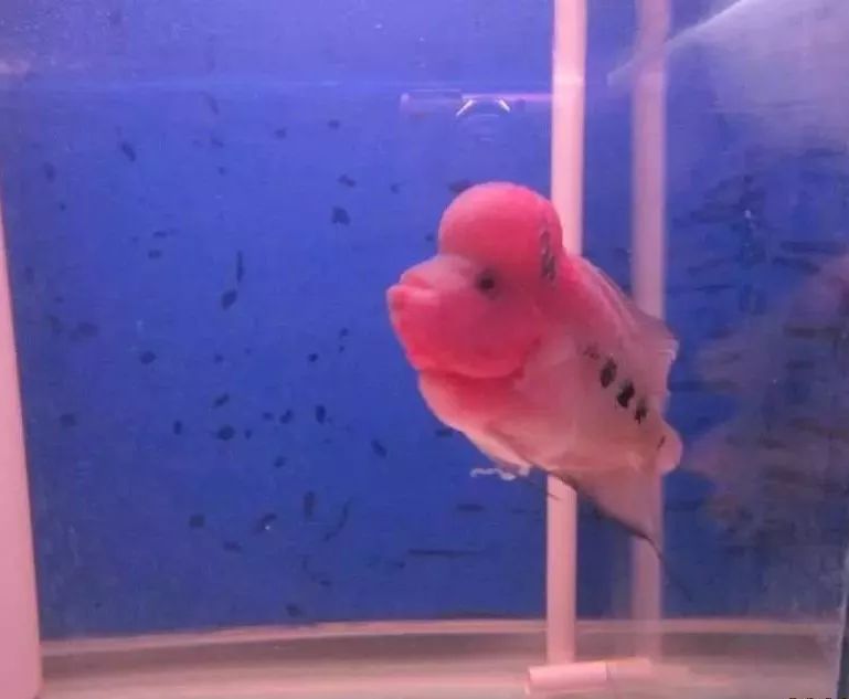 溃疡性肠炎有哪些症状如何治疗,猫胃肠炎的症状判断及治疗方法