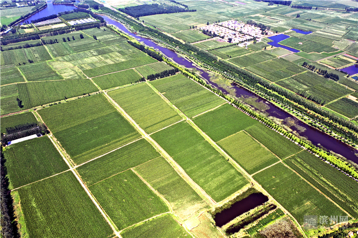 飞越滨州高新区：改革先行区厚植沿黄“城市之肺”