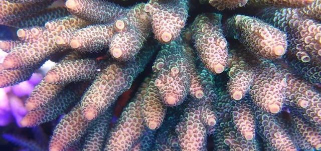 sps哪家更实用,sps怎么操作