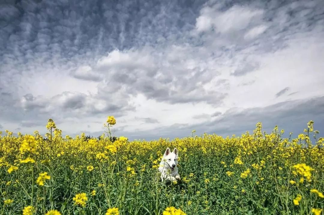 纯白色德牧是咋回事,黑白杂色德牧