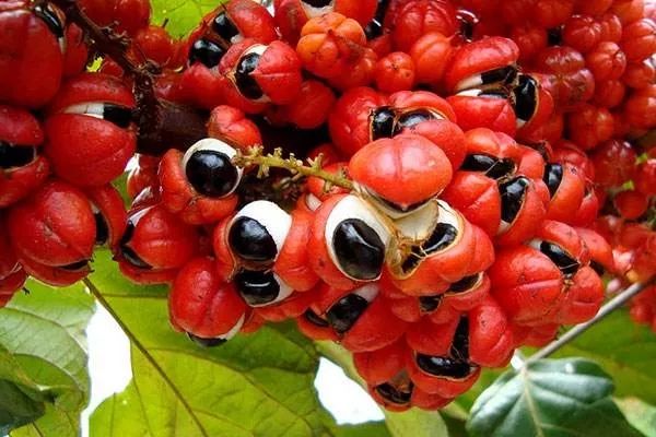 腿细翘臀神器,腿变得又细又直神器