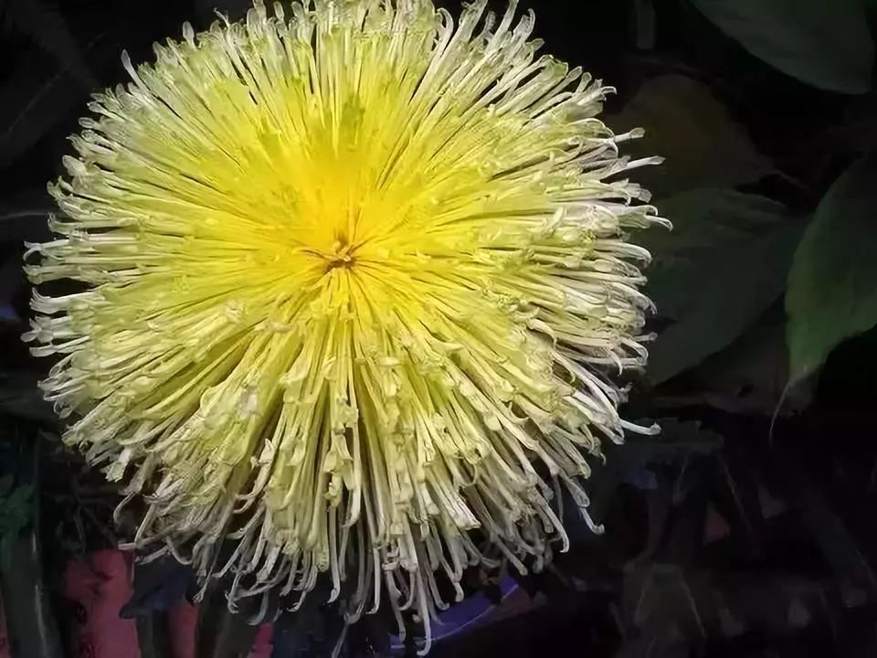 80种最美菊花高清图片,最具欣赏价值的菊花