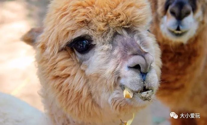 十一北京好玩的地方推荐带孩子去,北京十一旅游好玩的地方推荐一下