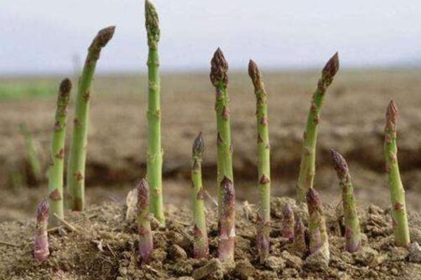 大众蔬菜,最暴利的4种蔬菜