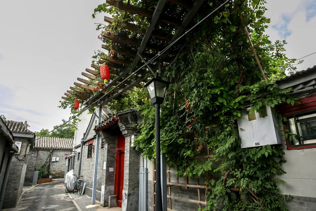 今年全市739条背街小巷花团锦簇（下）