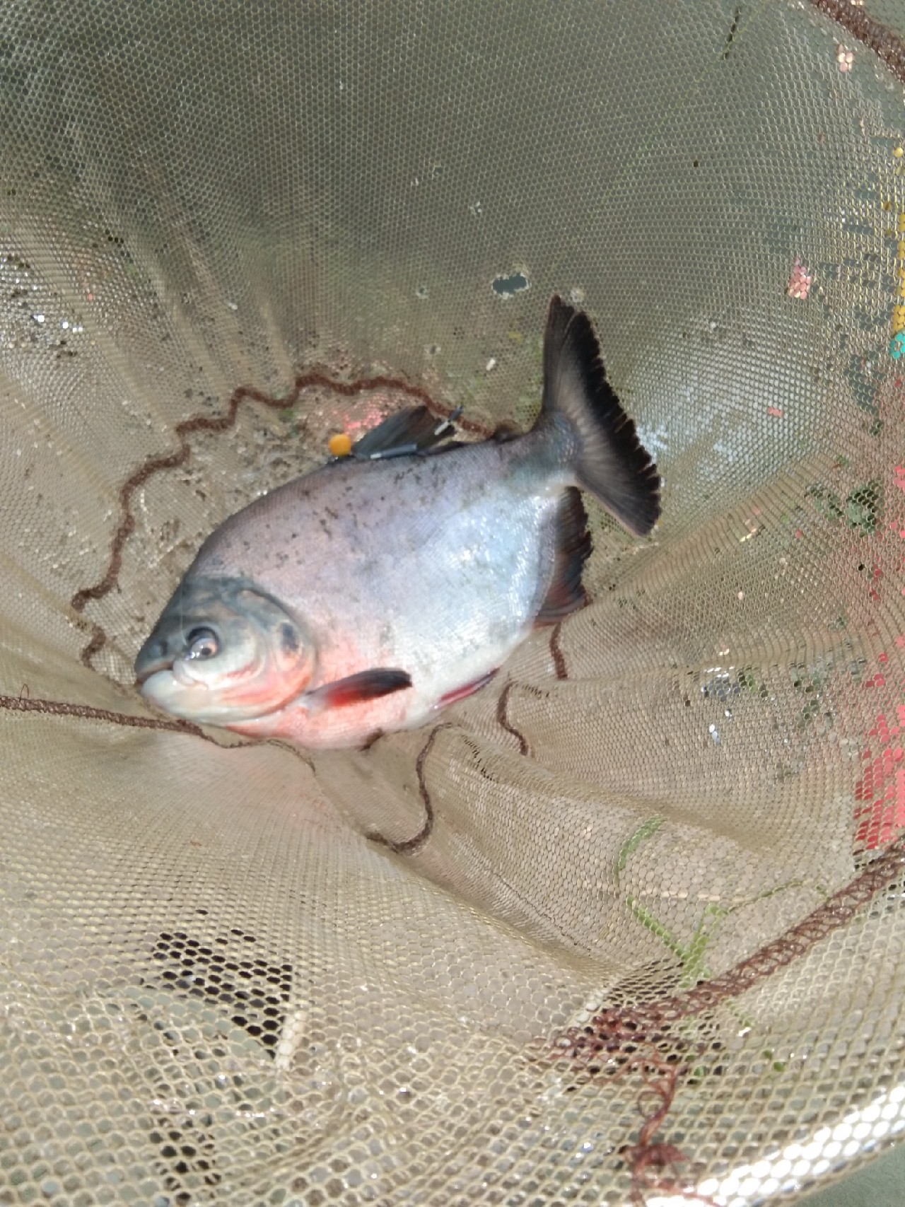 钓淡水白鲳用什么子线,钓淡水白鲳用什么饵料最好