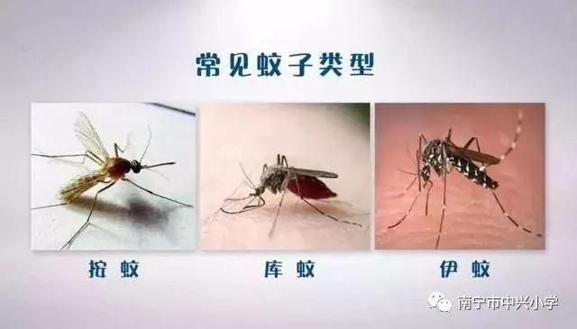 预防登革热致家长的一封信,通知家长做好预防登革热的通知