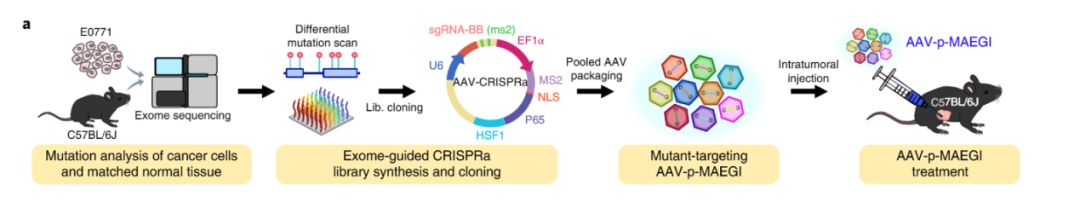 Nature子刊：CRISPR联手病毒基因！开启全新免疫基因疗法捕获“逃逸”癌细胞