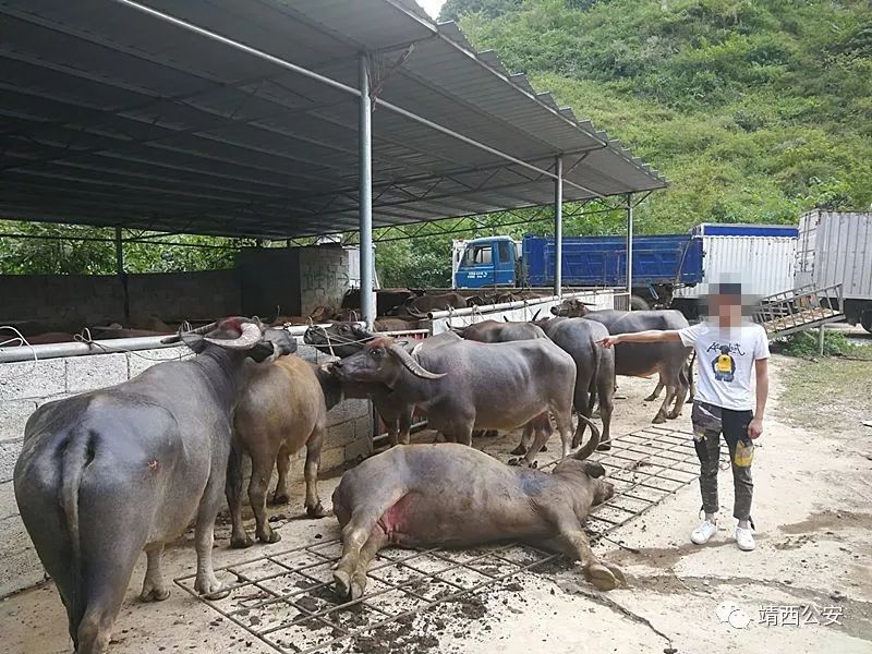 昆仑行动保健食品事件,2019年昆仑行动假药事件