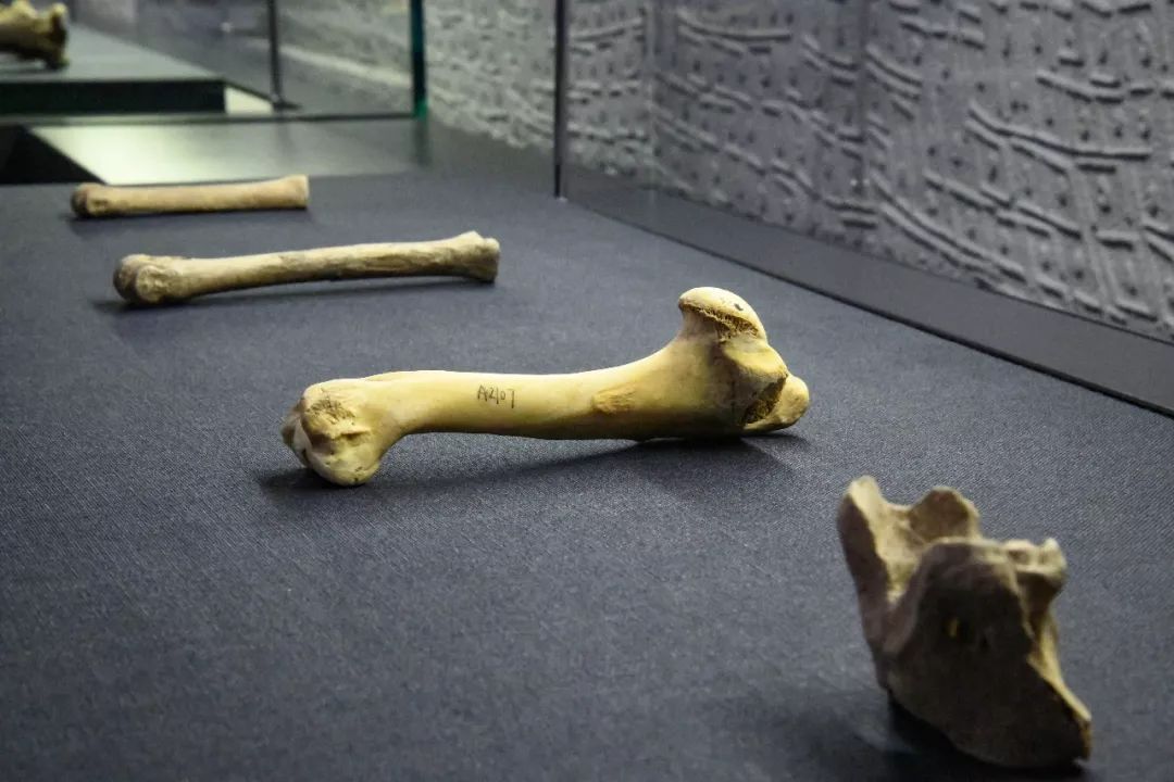 寻宝手册！玩转洛阳二里头夏都遗址博物馆，速看~