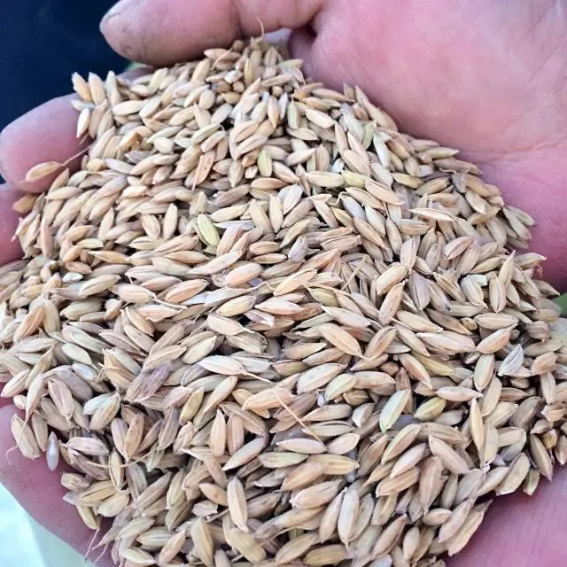 靠口口相传活下来的国货,全国十大经典好吃的大米