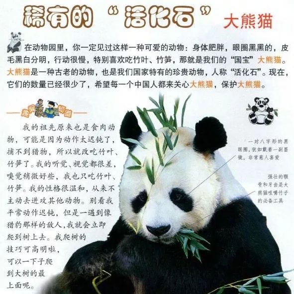 封王之路简介,大熊猫成为国宝的两个原因