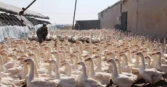 老郭创业逆袭,老郭养牛