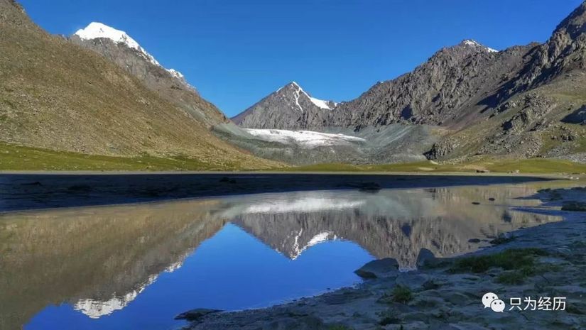 博格达雪莲,博格达天山雪莲