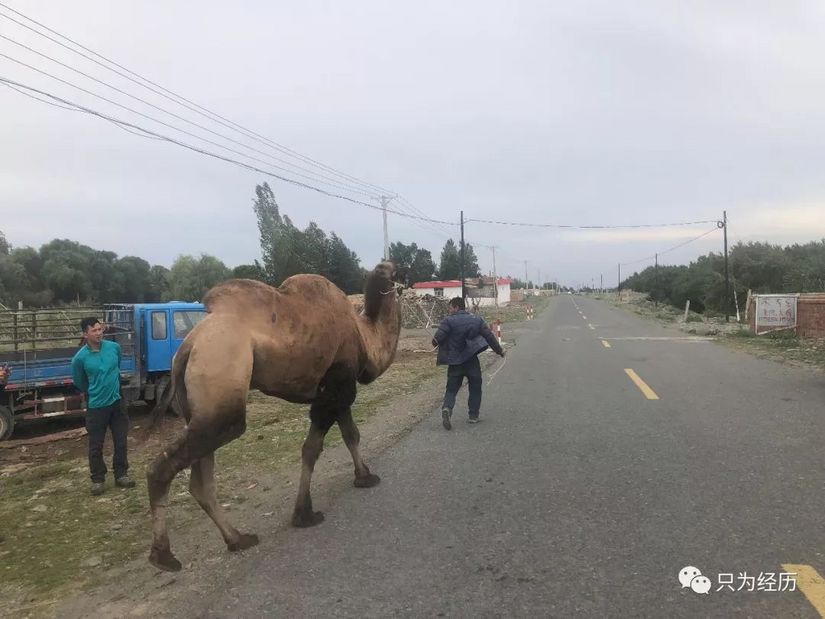 博格达雪莲,博格达天山雪莲