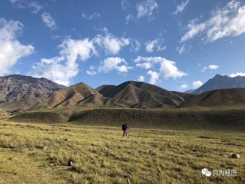 博格达雪莲,博格达天山雪莲