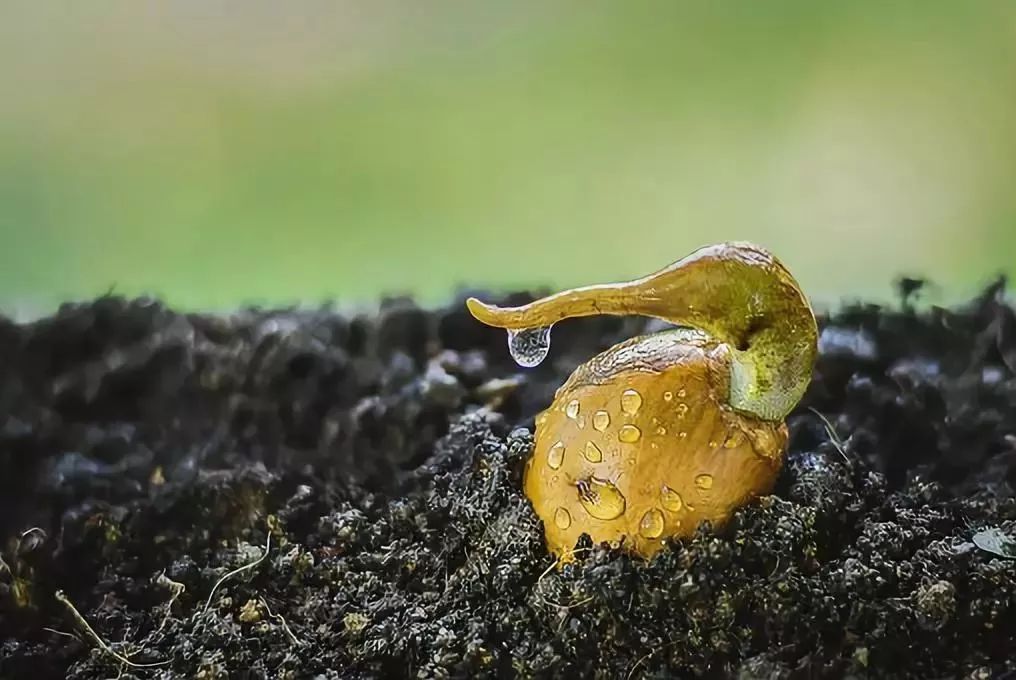 有一种美味叫榴莲忘返,各个城市只有当地人才知道的美食