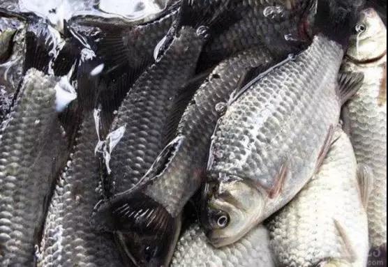 什么鲫鱼适合养殖,现在养大鲫鱼可以吗