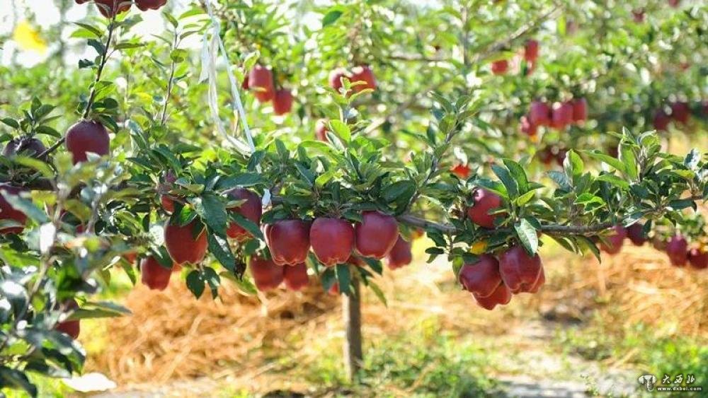 礼县小苹果视频,甘肃礼县苹果现摘现卖