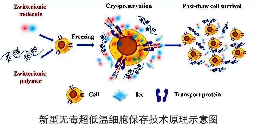 今日科技话题：大口径光学望远镜、重大科技基础设施、中国计算机大会、新型无毒超低温细胞保存技术、水水循环、新型“人造皮肤”