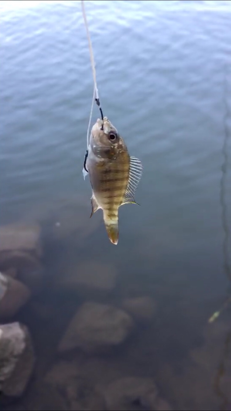 黑鱼吃东西咬得深怎么取钩,捕捉黑鱼最简单方法