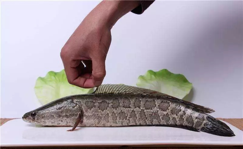 黑鱼片菜品系列,黑鱼片市场应用场景