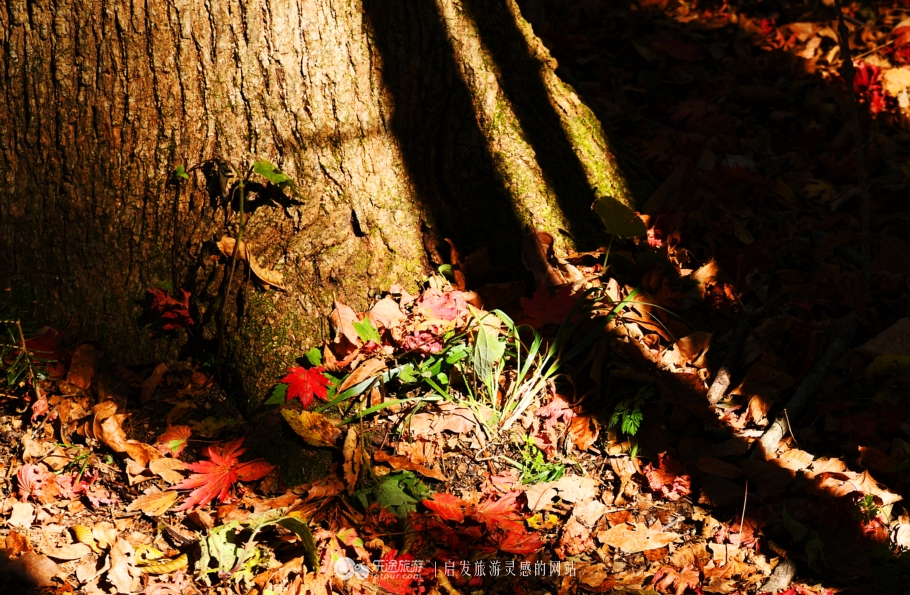 落英缤纷指的是哪个季节,落英缤纷是美景吗