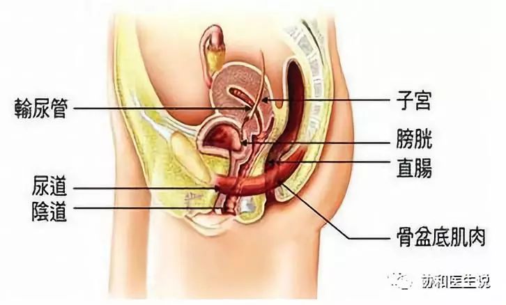 关于盆底康复你想知道的都在这里,老年女性盆底有病什么症状