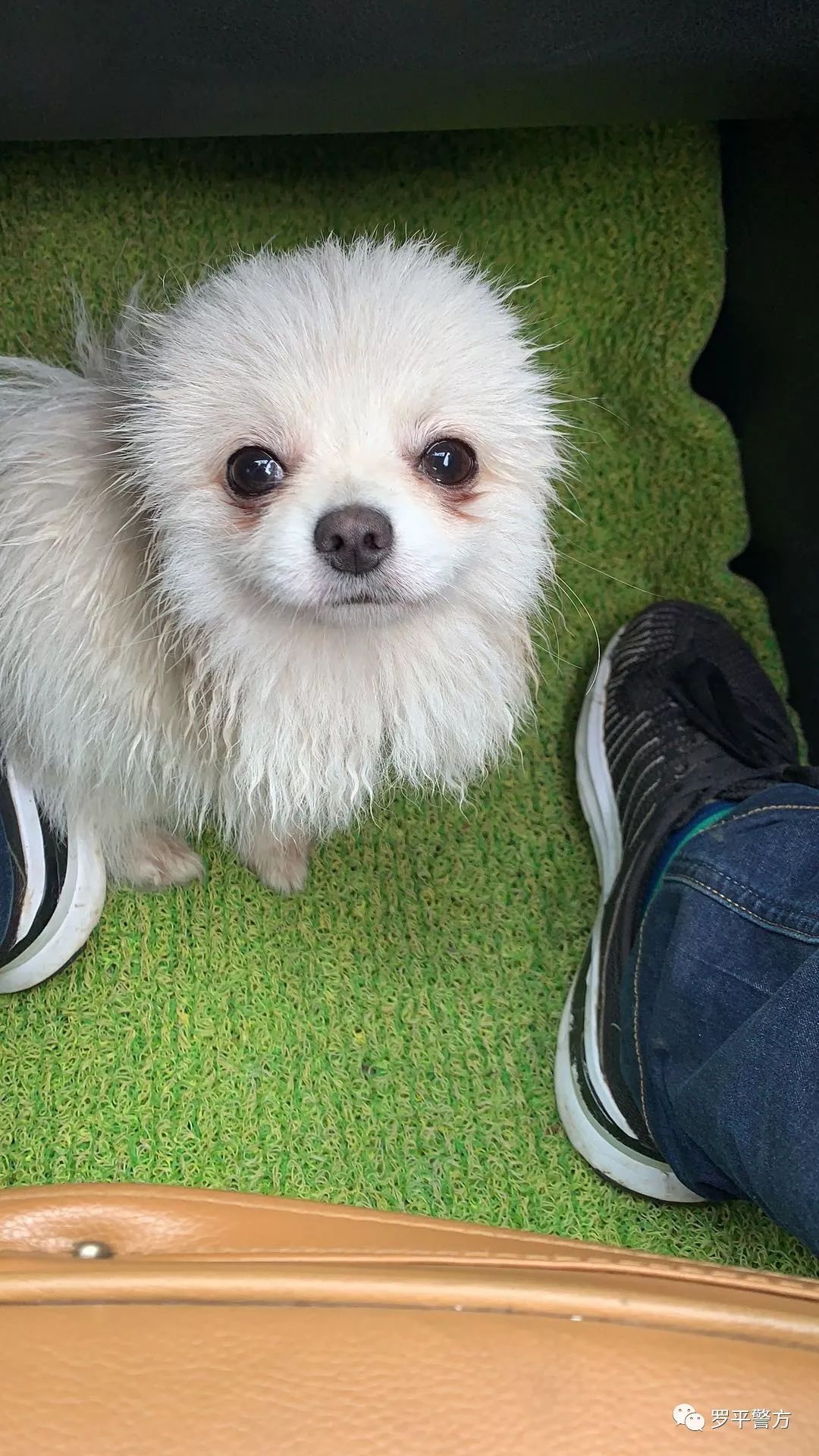 出售狗,附近狗出售转让