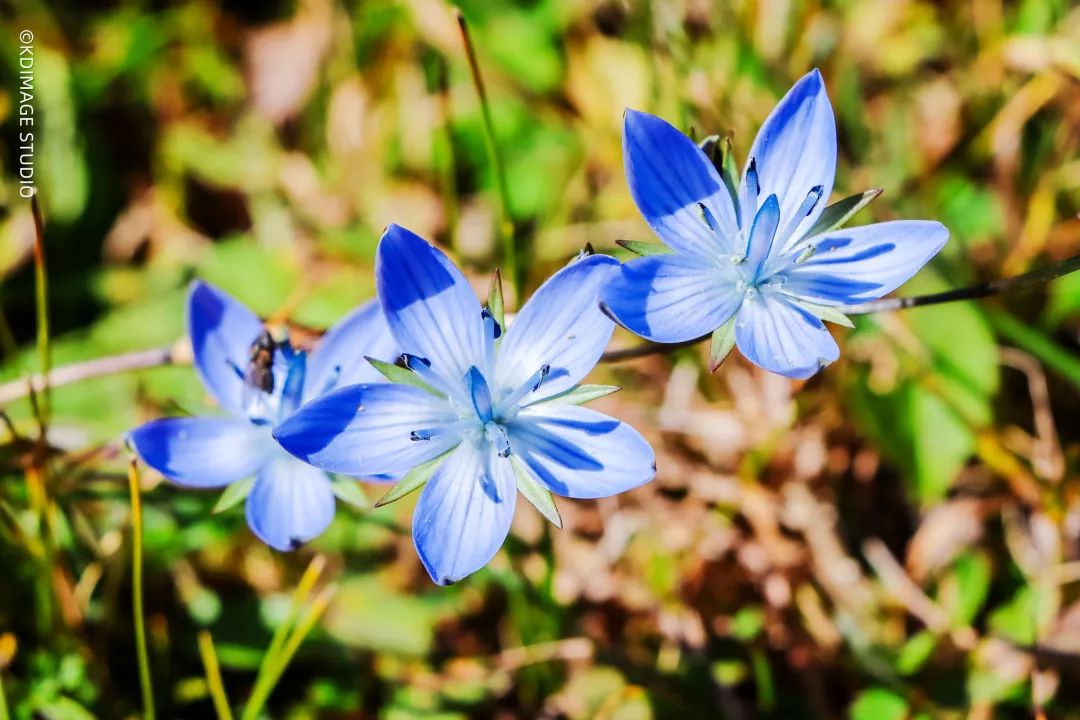 vlog单反入门级相机推荐,初学vlog适合用什么样的相机