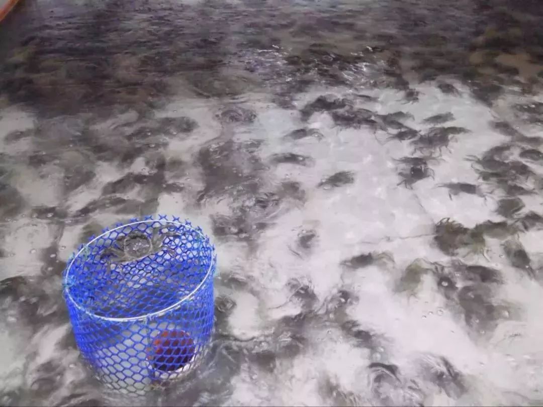 阳澄湖大闸蟹流黄,阳澄湖大闸蟹几月份吃最好吃