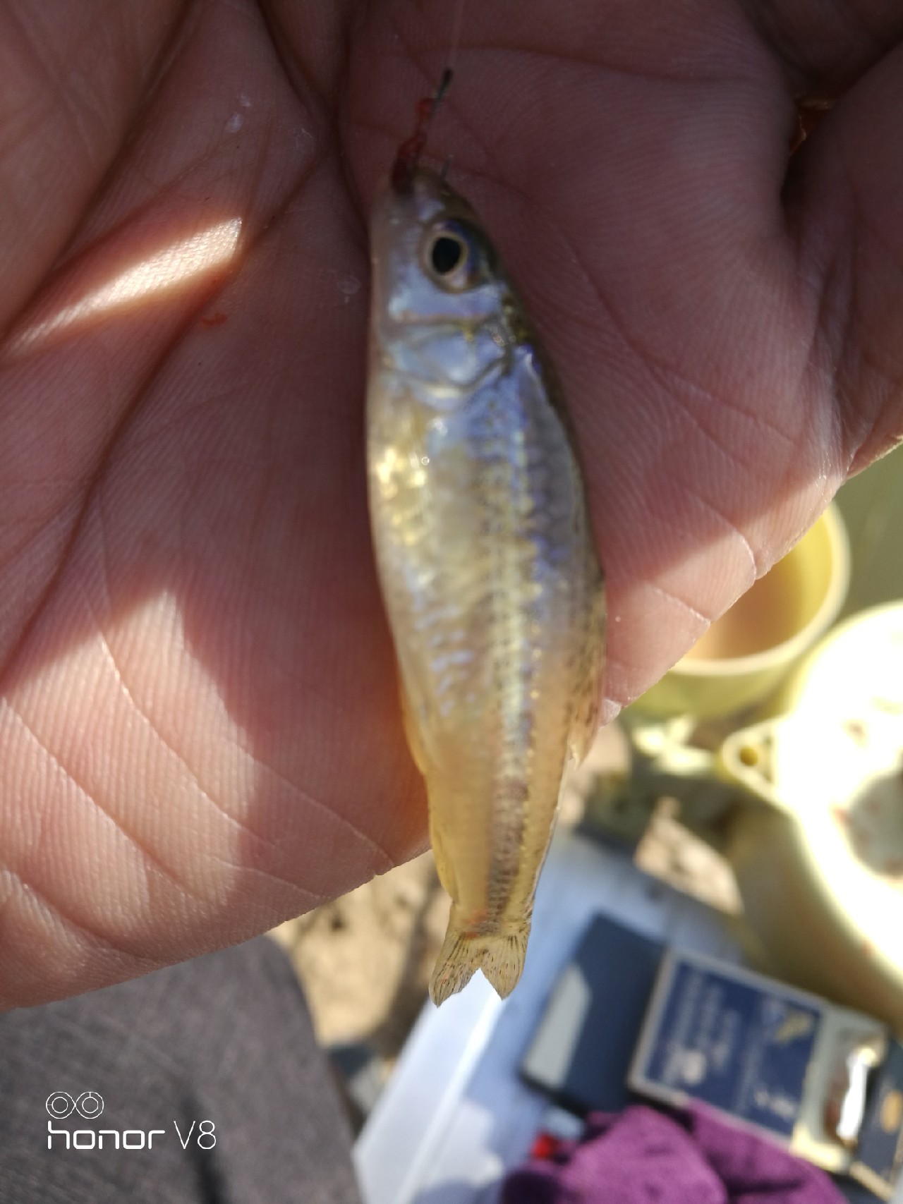 初春野河钓小杂鱼,野钓避杂鱼