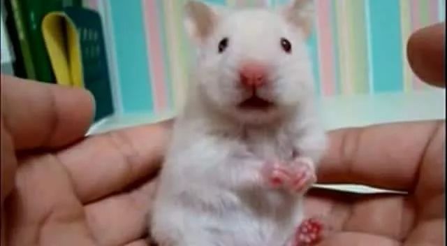 低温辐射供暖与辐射供冷,挨冻会不会消耗体内更多热量