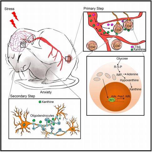 《细胞》：压力竟会压碎T细胞的线粒体！中国科学家发现，压力会破坏CD4+T细胞线粒体，导致代谢紊乱，波及大脑引起焦虑丨科学大发现