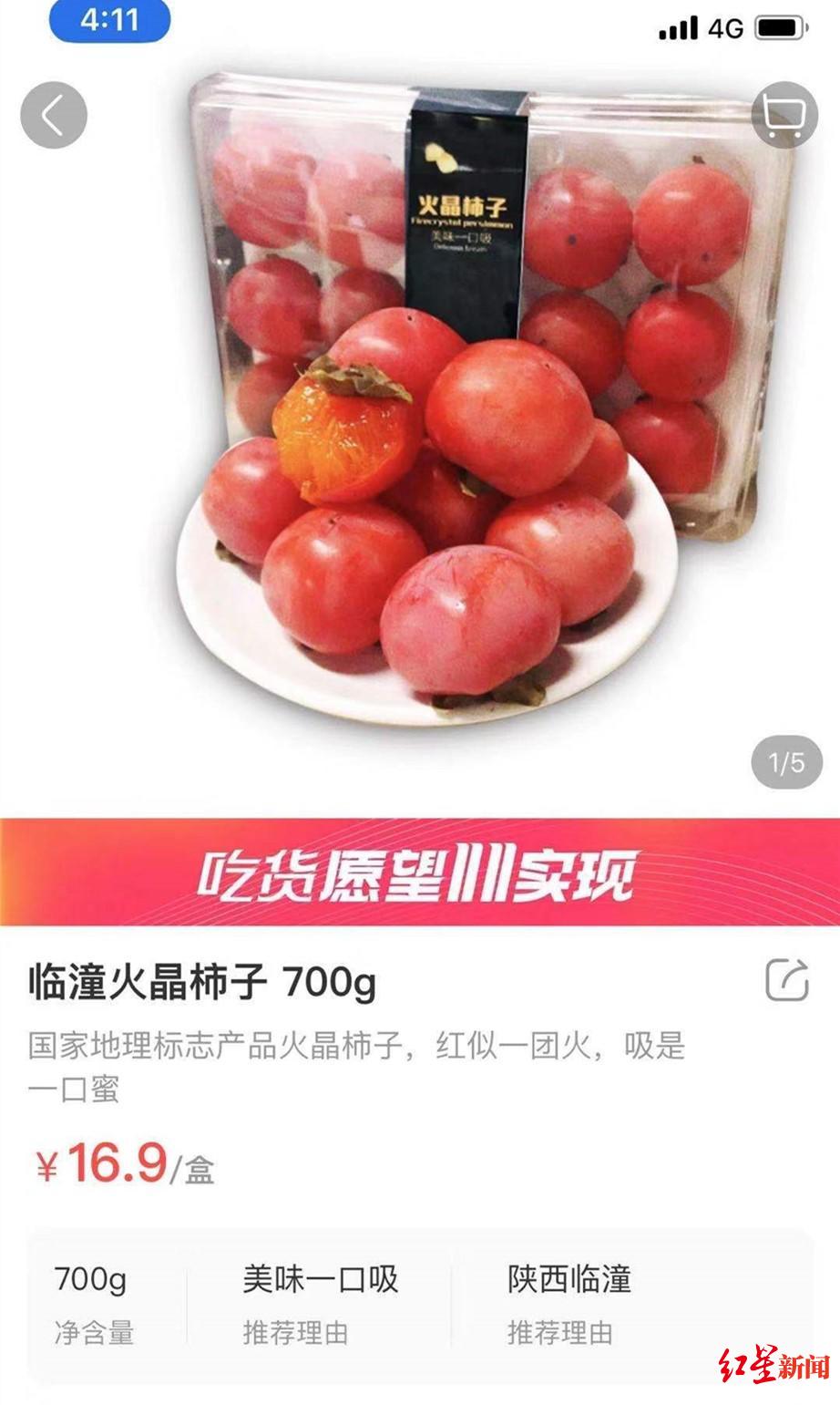 火晶柿子采摘工月薪3万新闻,火晶柿子采摘园