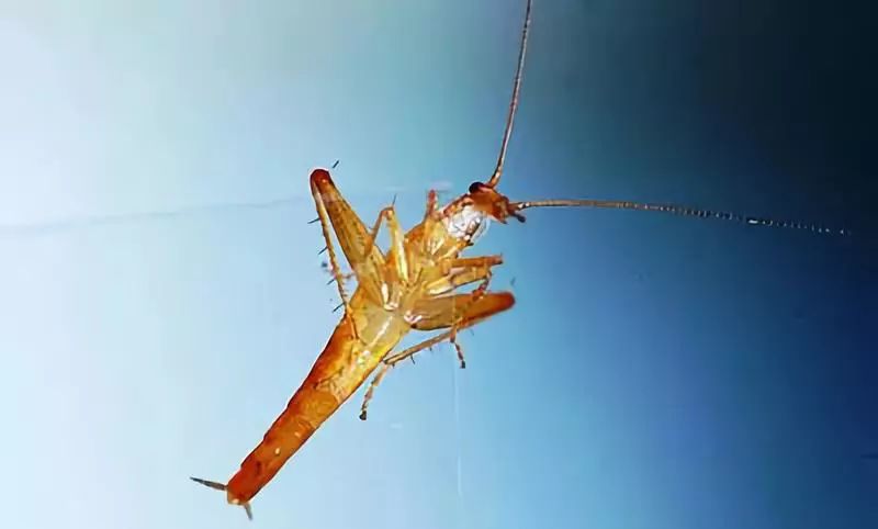 蟑螂喜欢酒精,蟑螂喜欢喝酒