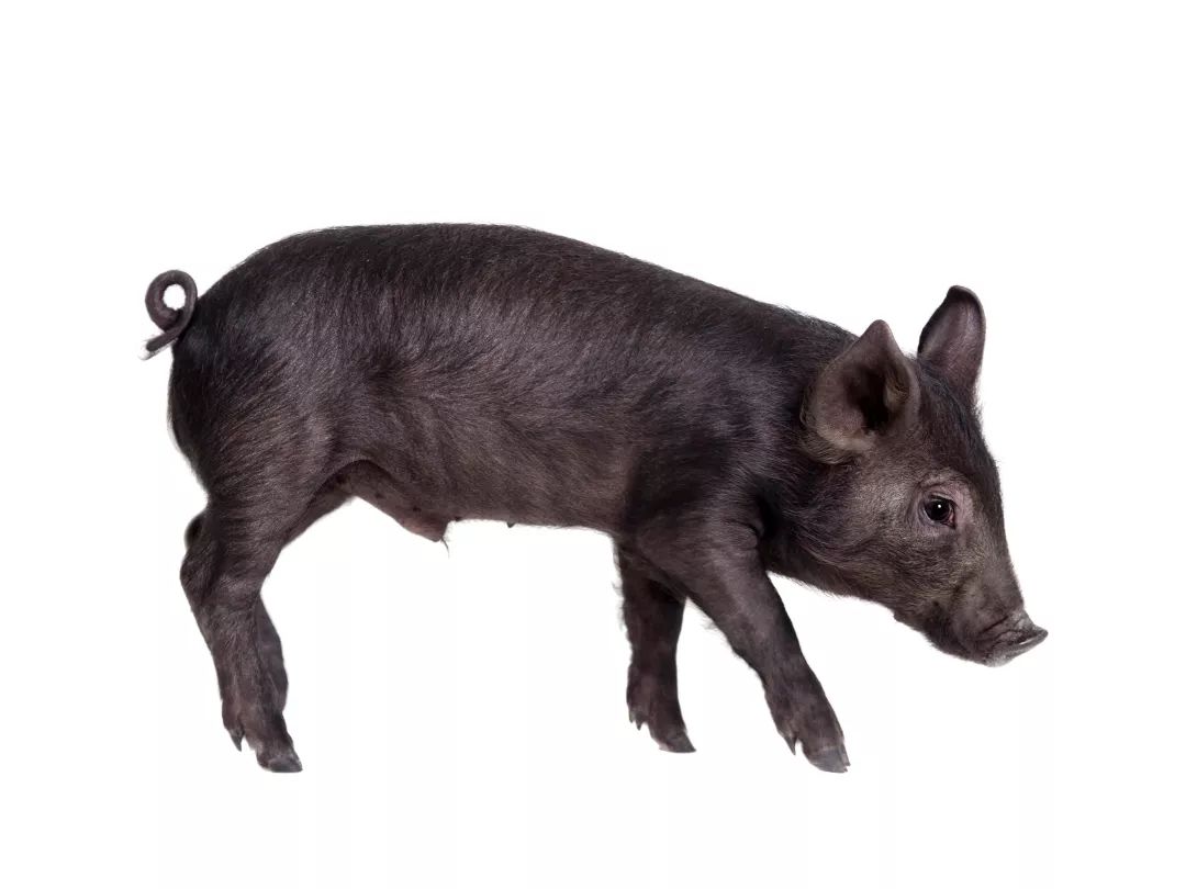 黑猪肉比普通猪肉好在哪,黑猪肉为啥比白猪肉贵