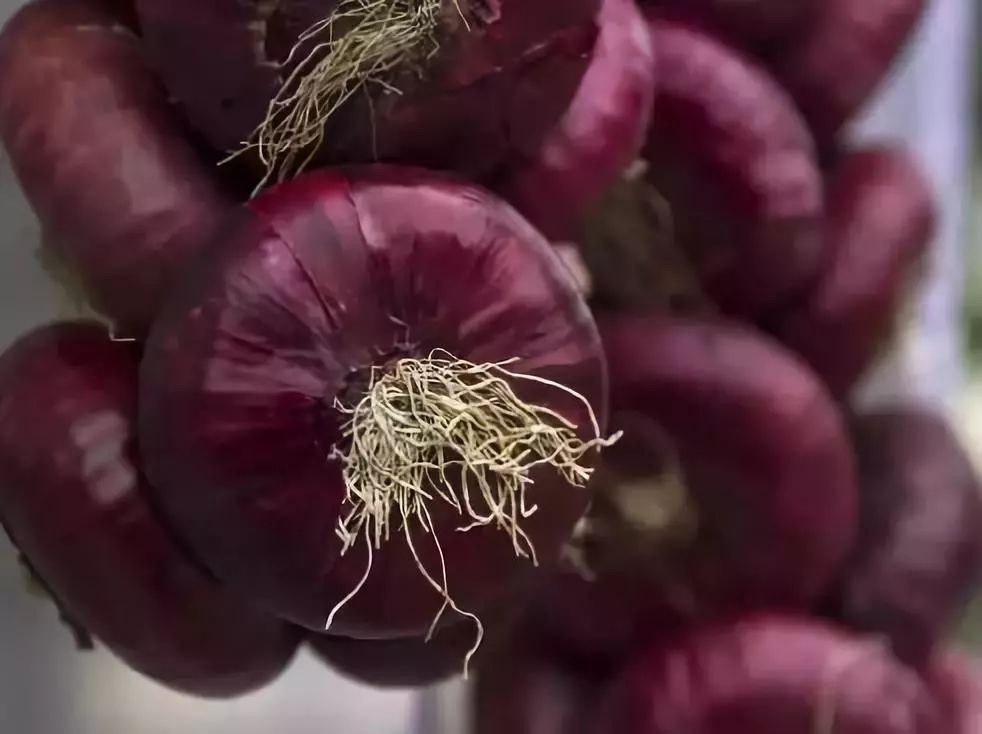 一颗洋葱让我泪流满面,一颗洋葱引发的危机