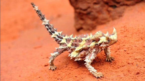 这些奇特生物你们见过吗,这些神奇的生物你都见过么