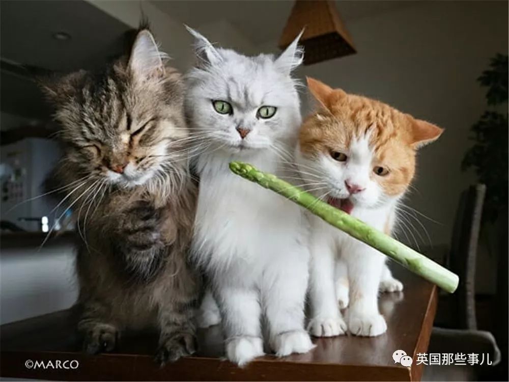 喵星人吃起来真香看的都想吃一口 (喂喵星人吃饭一副生无可恋的表情)