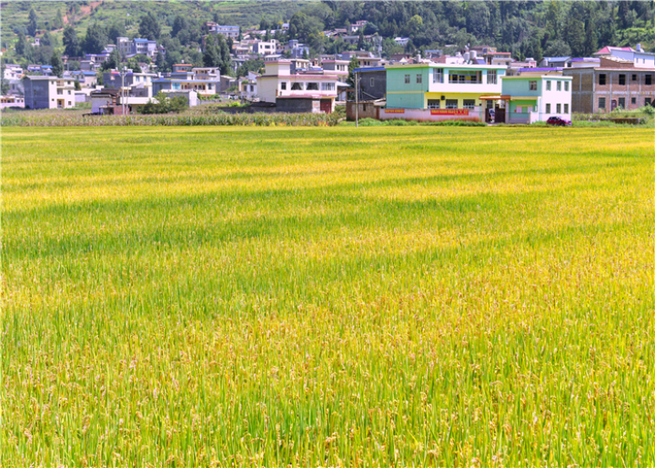 曹振华富源,富源金城路曹振华