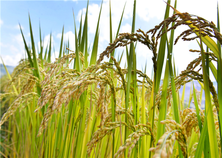 曹振华富源,富源金城路曹振华