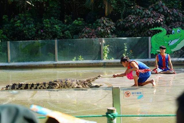 亲子游广州长隆动物园,广州长隆野生动物世界亲子游路线
