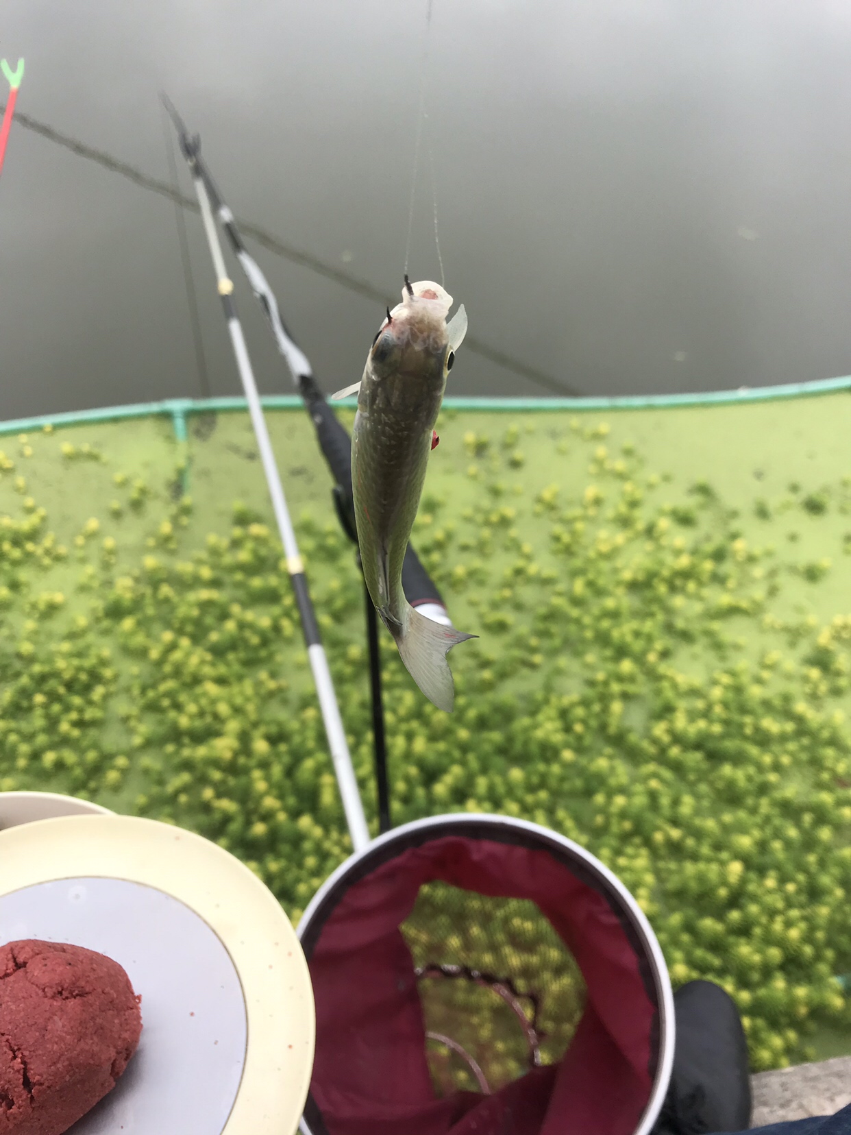 野钓垂钓实录,野钓钓鱼视频实战