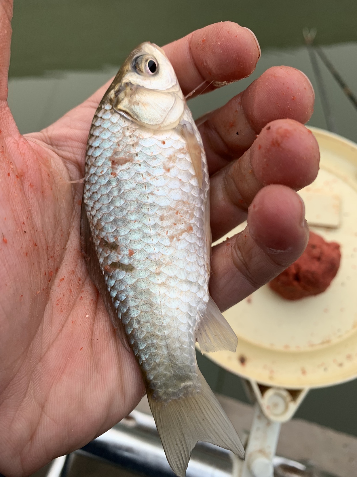 禁不住诱惑去开光，马马虎虎算成功