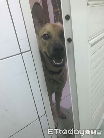 汪吃洁牙骨变身！性感翘臀秒电翻