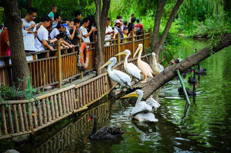 2024年济南公园通游年票发售,济南市公园通游年票免费吗